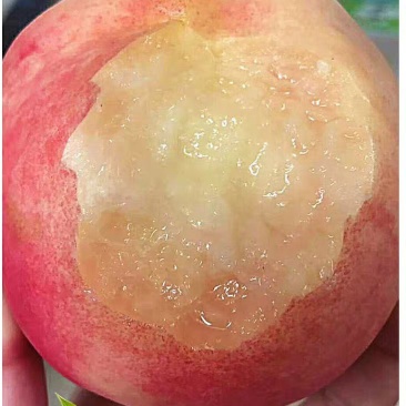 明年结果苗,多个品种水蜜桃,甜度高,水分足,
