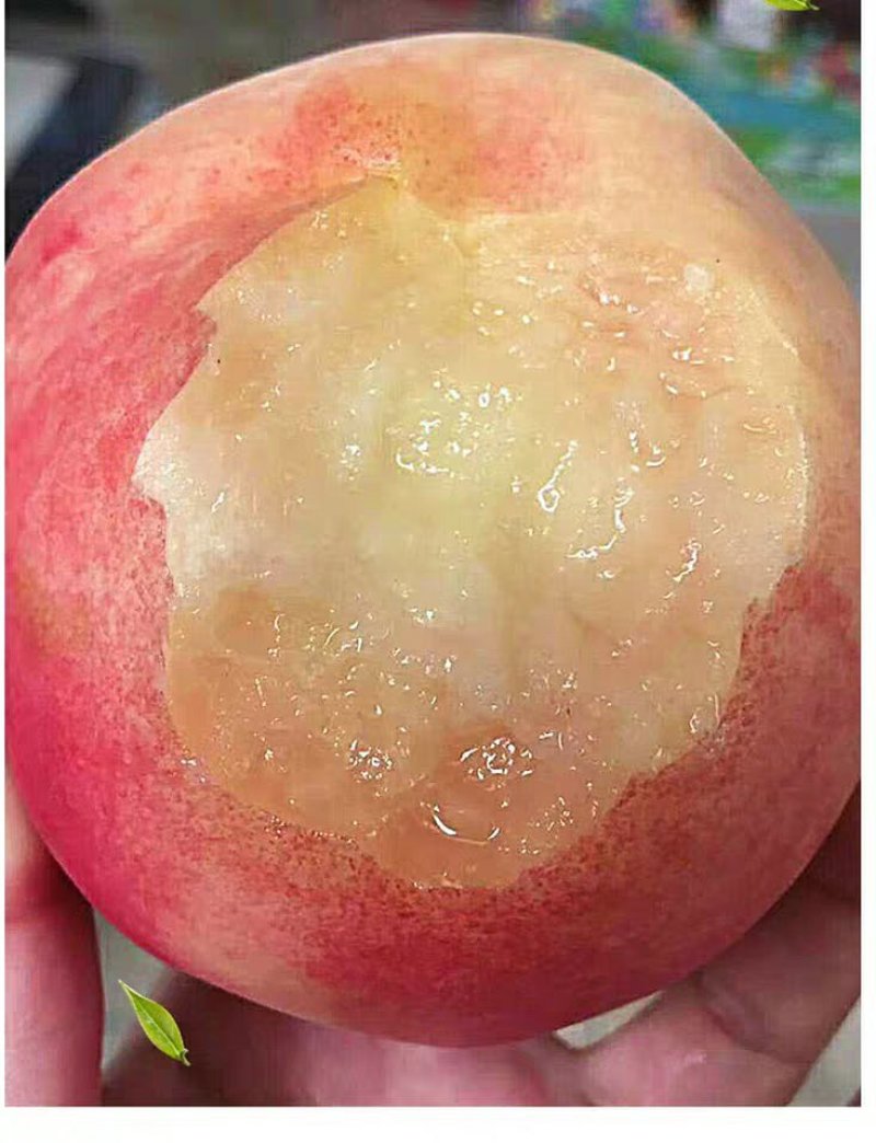 明年结果苗，多个品种水蜜桃，甜度高，水分足，