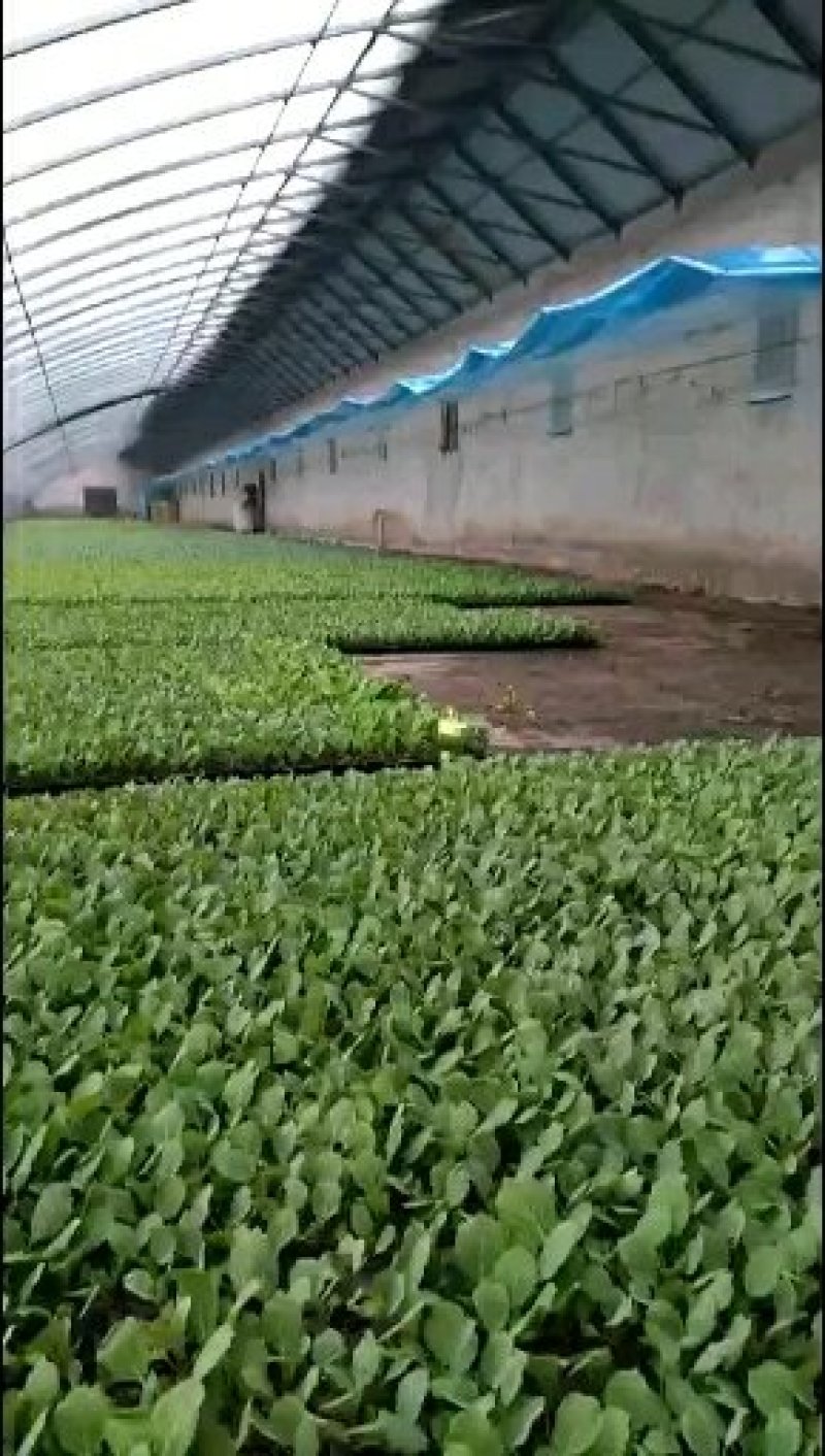 包菜苗〈甘蓝〉，早绿甘蓝，冬绿甘蓝，〈越冬甘蓝）基地直发