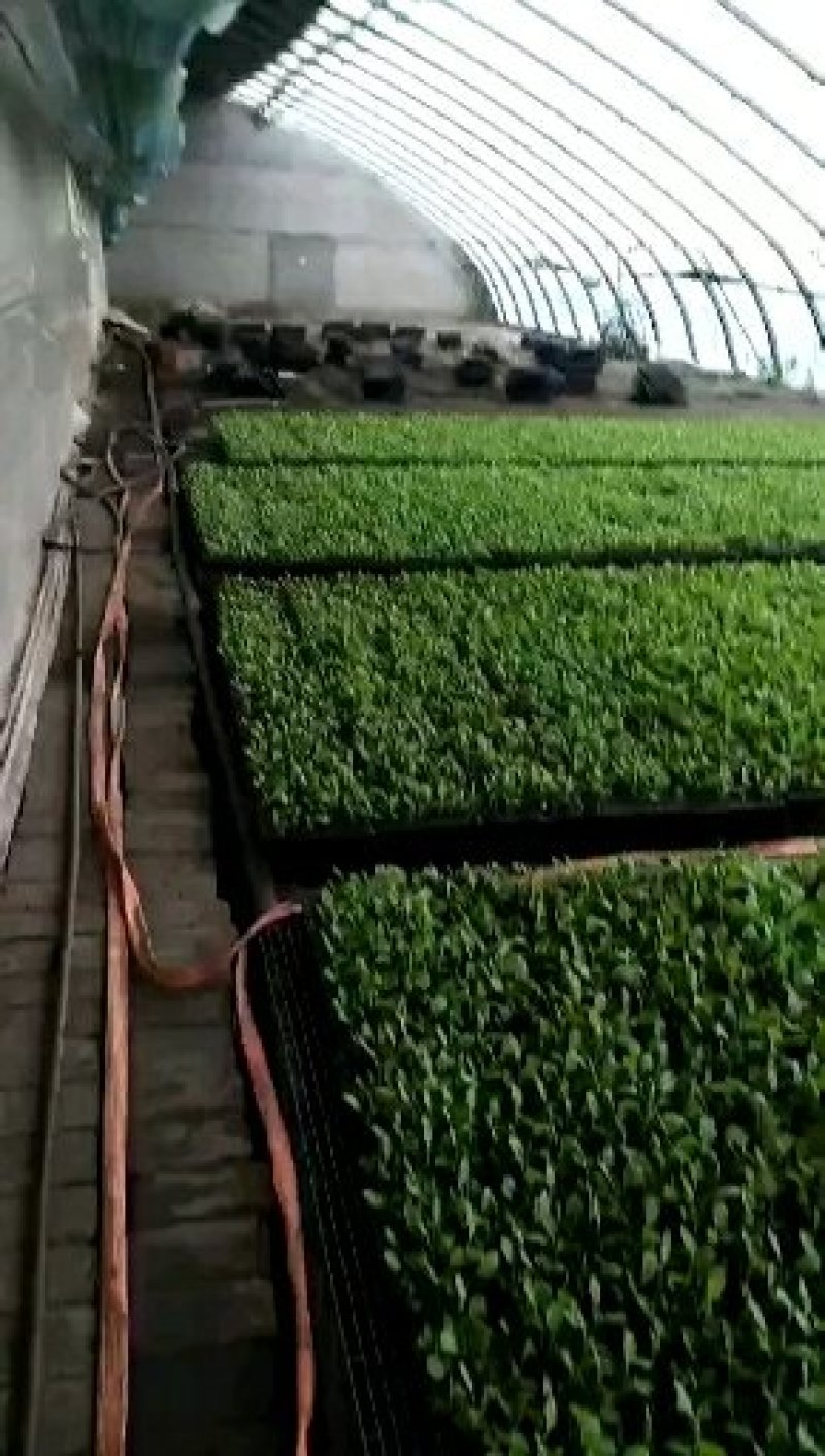 包菜苗〈甘蓝〉，早绿甘蓝，冬绿甘蓝，〈越冬甘蓝）基地直发