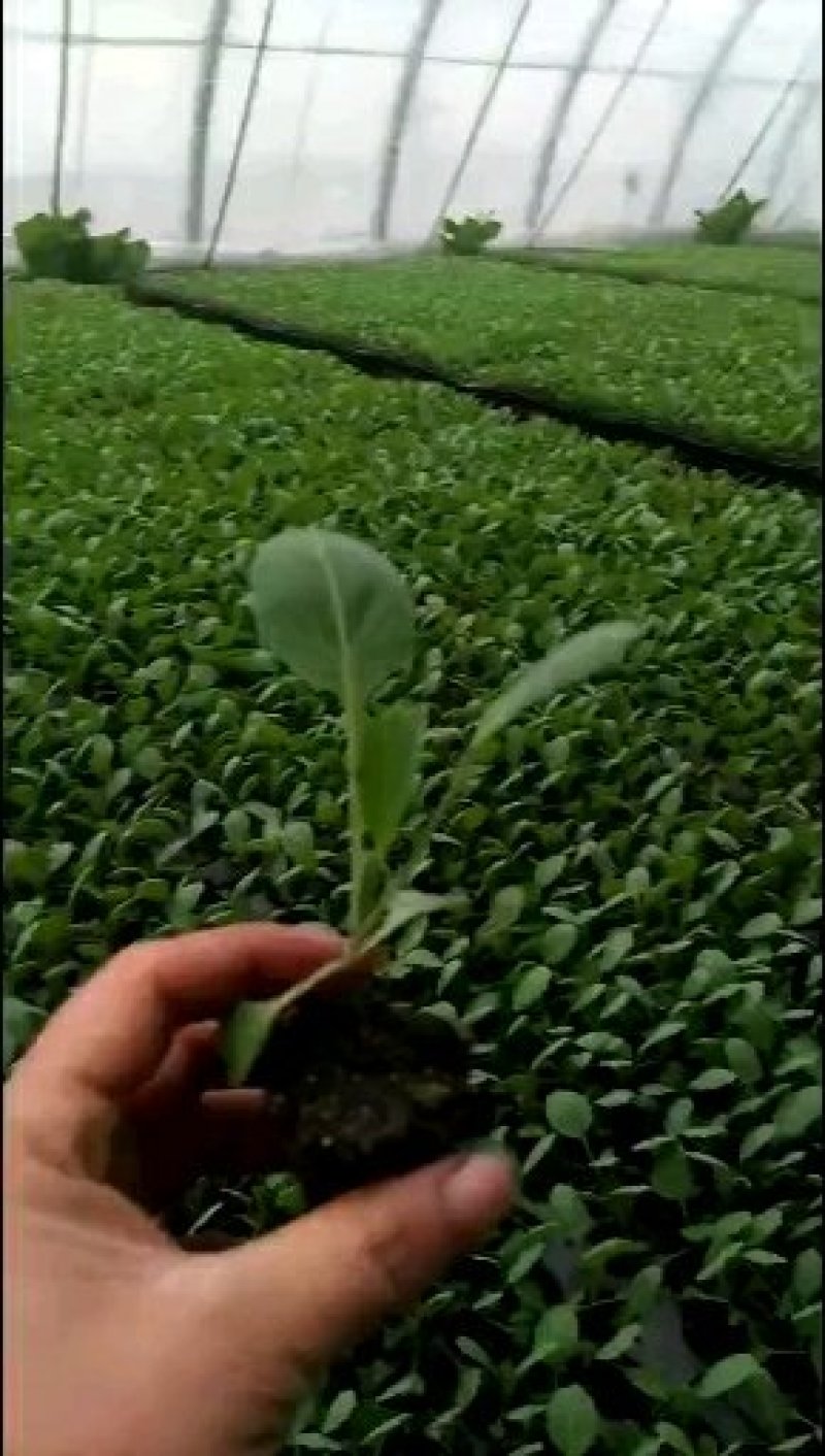 包菜苗〈甘蓝〉，早绿甘蓝，冬绿甘蓝，〈越冬甘蓝）基地直发