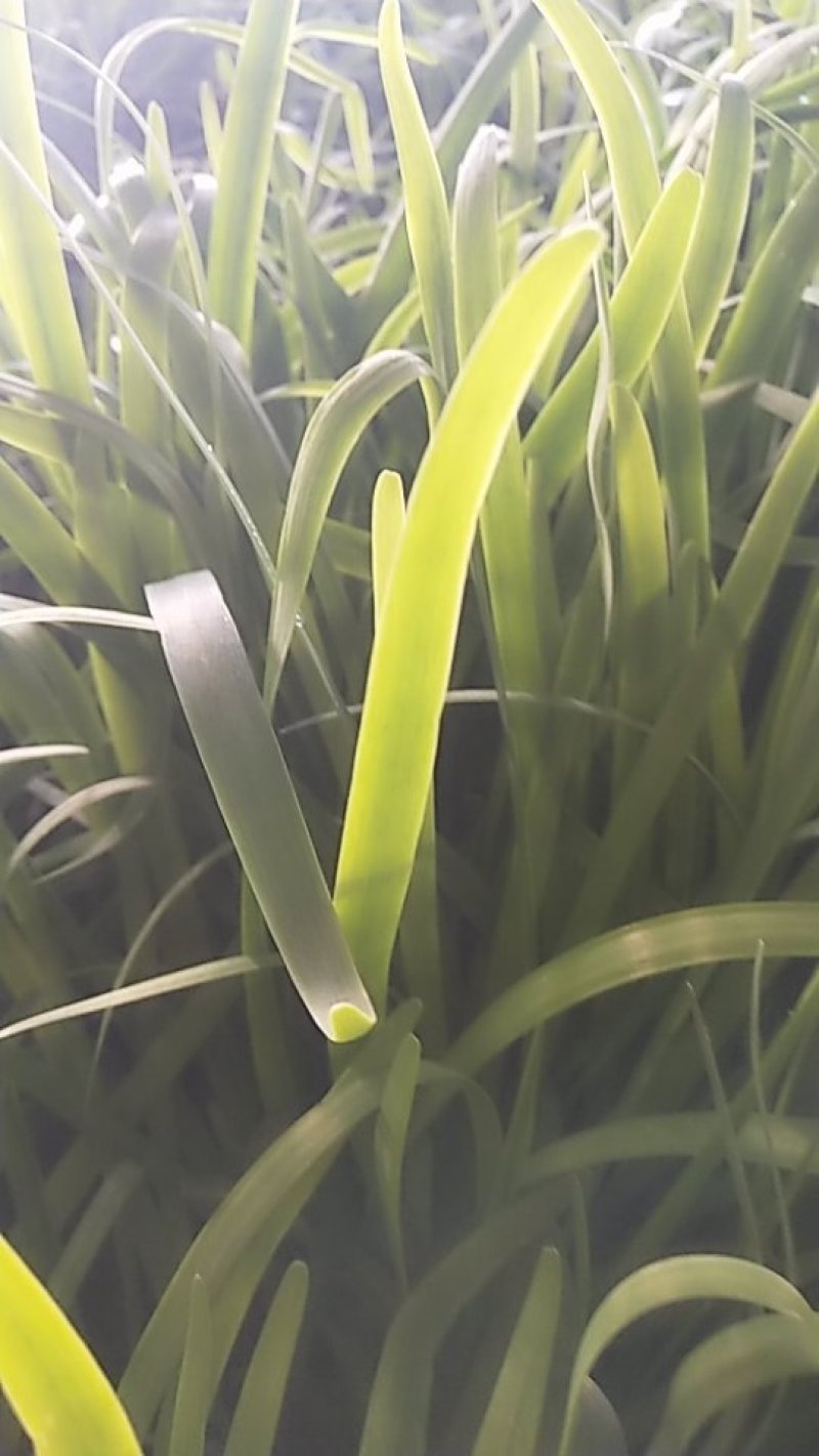 韭菜已大量上市，需要的老板抓紧啦