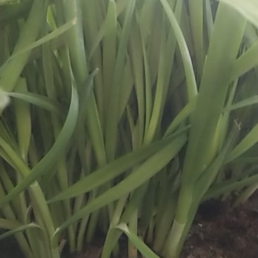 韭菜已大量上市，需要的老板抓紧啦