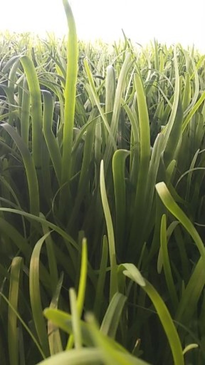 韭菜已大量上市，需要的老板抓紧啦