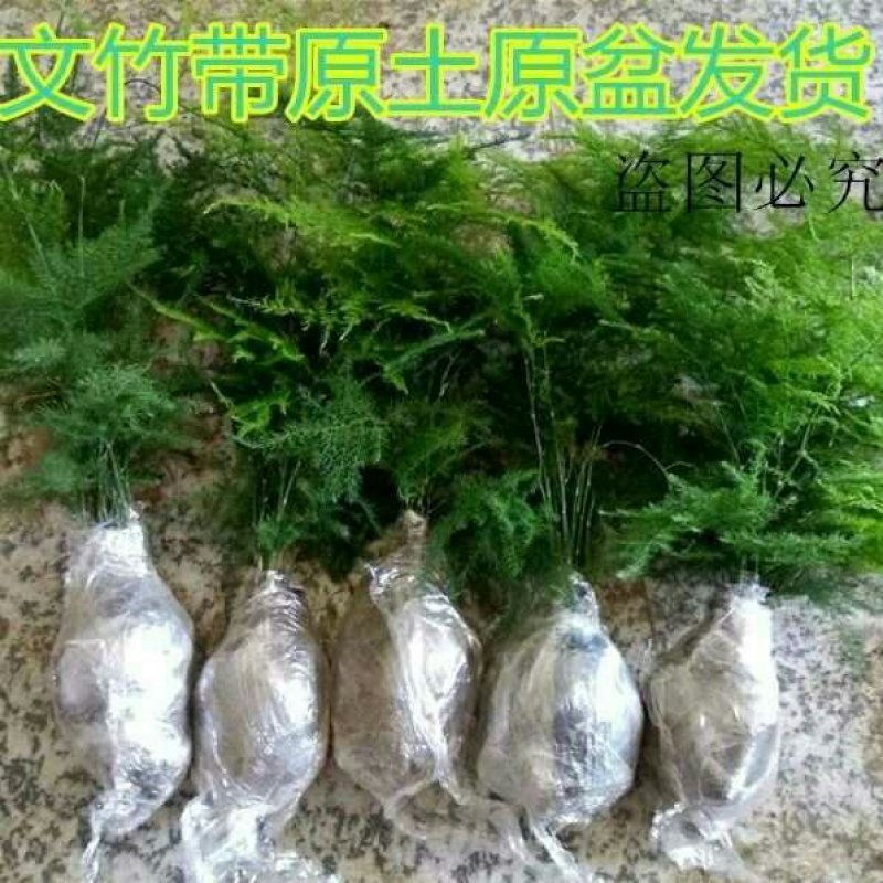 文竹苗盆栽桌面盆栽