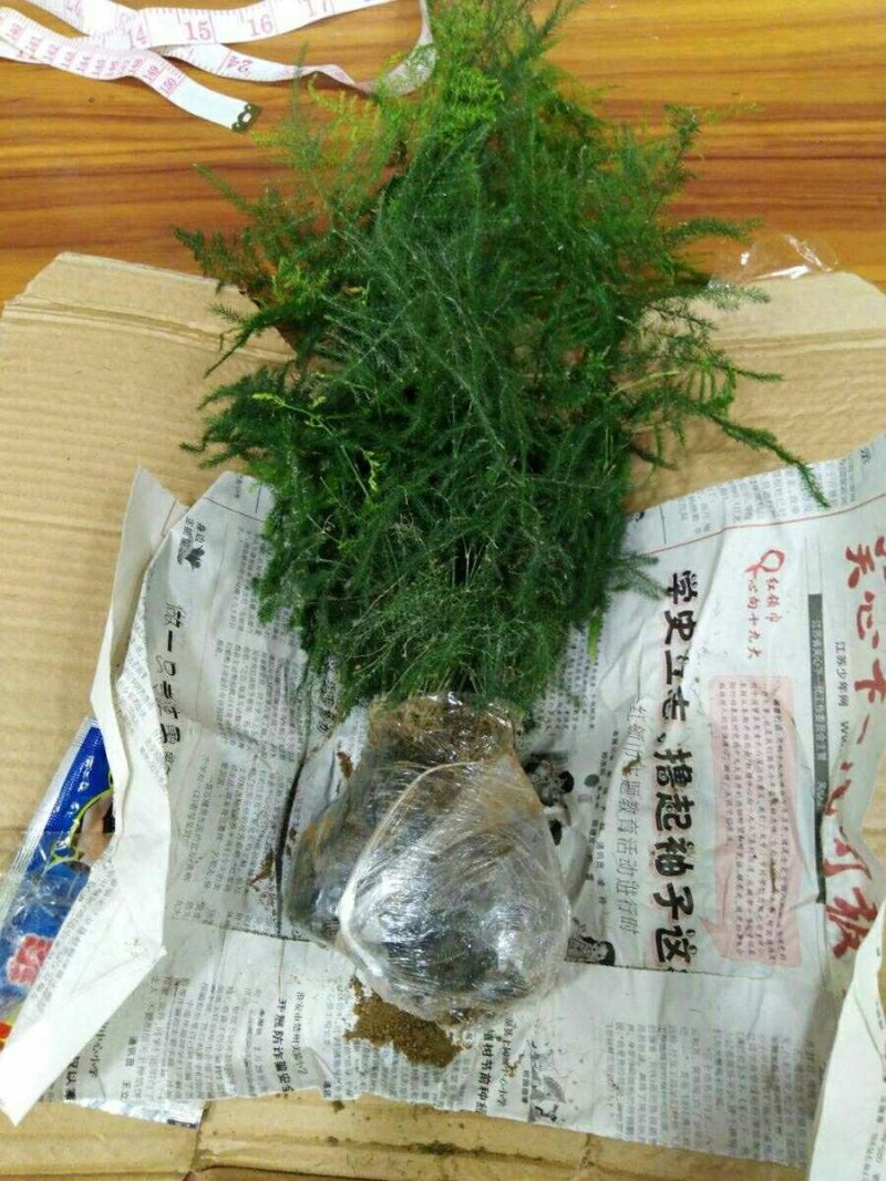 文竹苗盆栽桌面盆栽