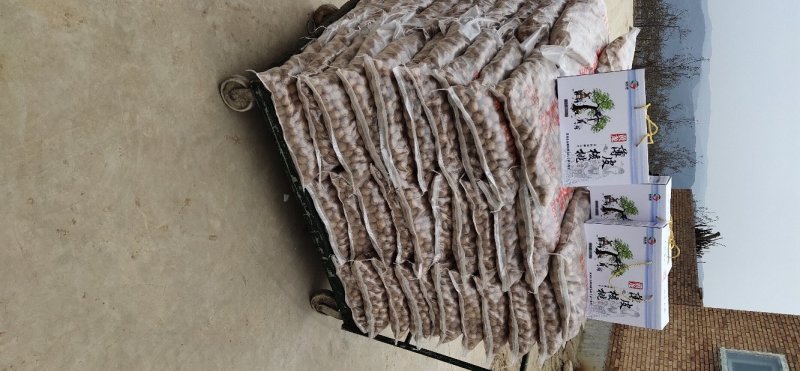 延安黄龙薄皮香玲核桃