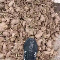 改良白术芽无菌无病害无死苗提供种植技术包回收