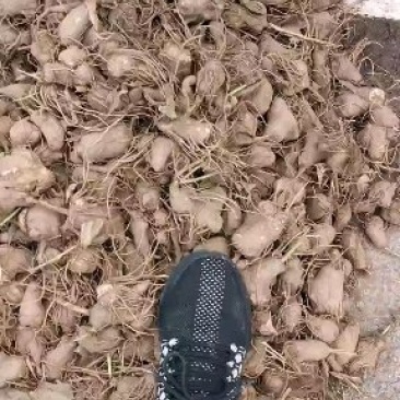 改良白术芽无菌无病害无死苗提供种植技术包回收