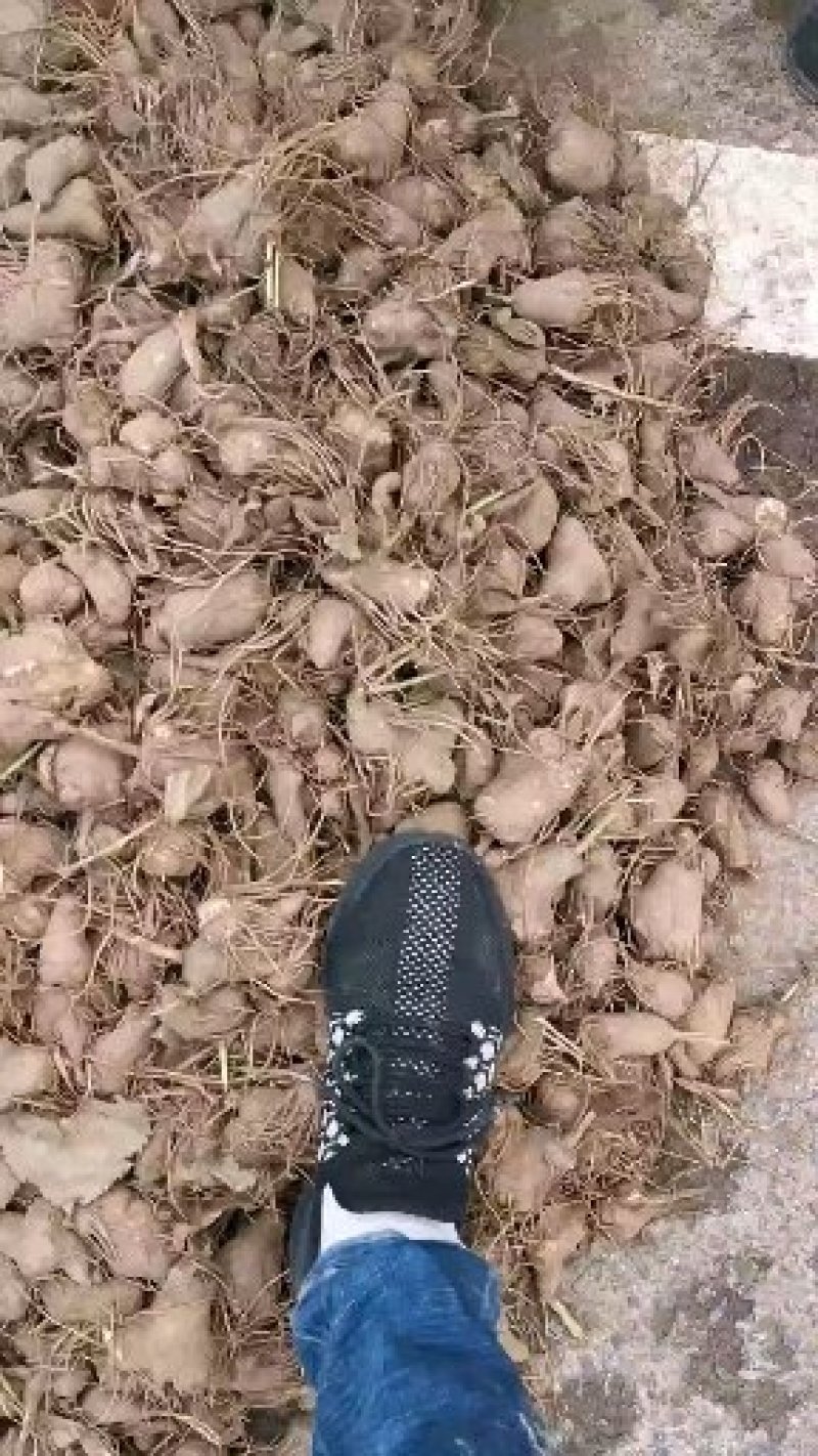 改良白术芽无菌无病害无死苗提供种植技术包回收