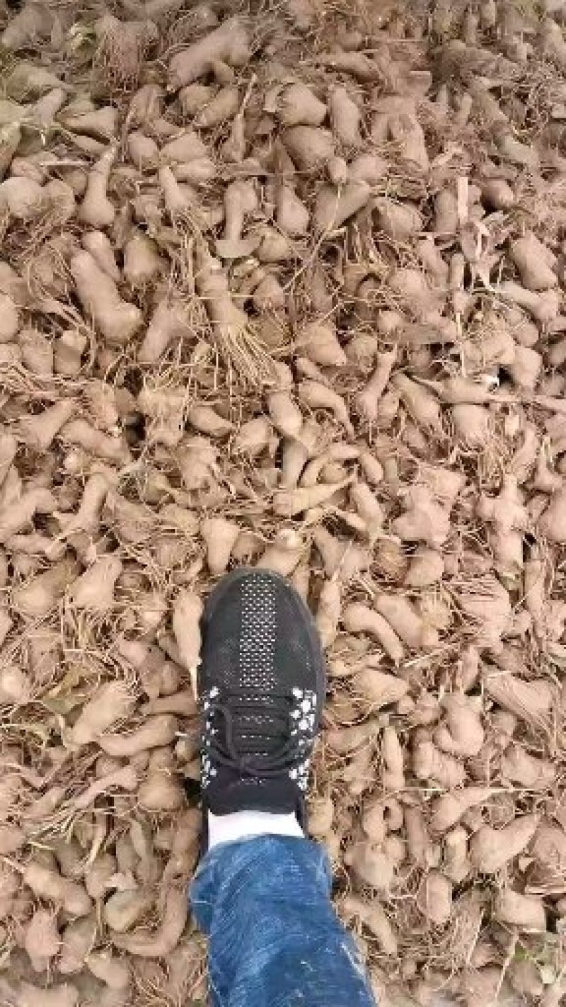 改良白术芽无菌无病害无死苗提供种植技术包回收