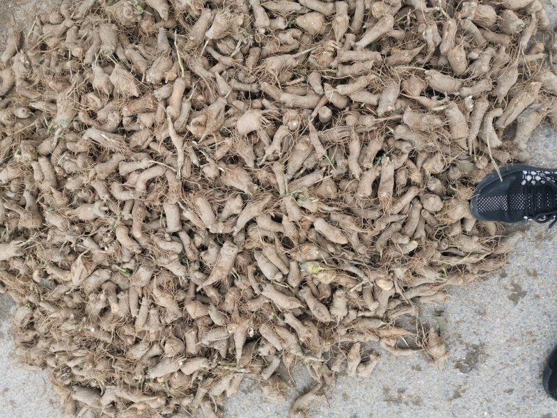 改良白术芽无菌无病害无死苗提供种植技术包回收