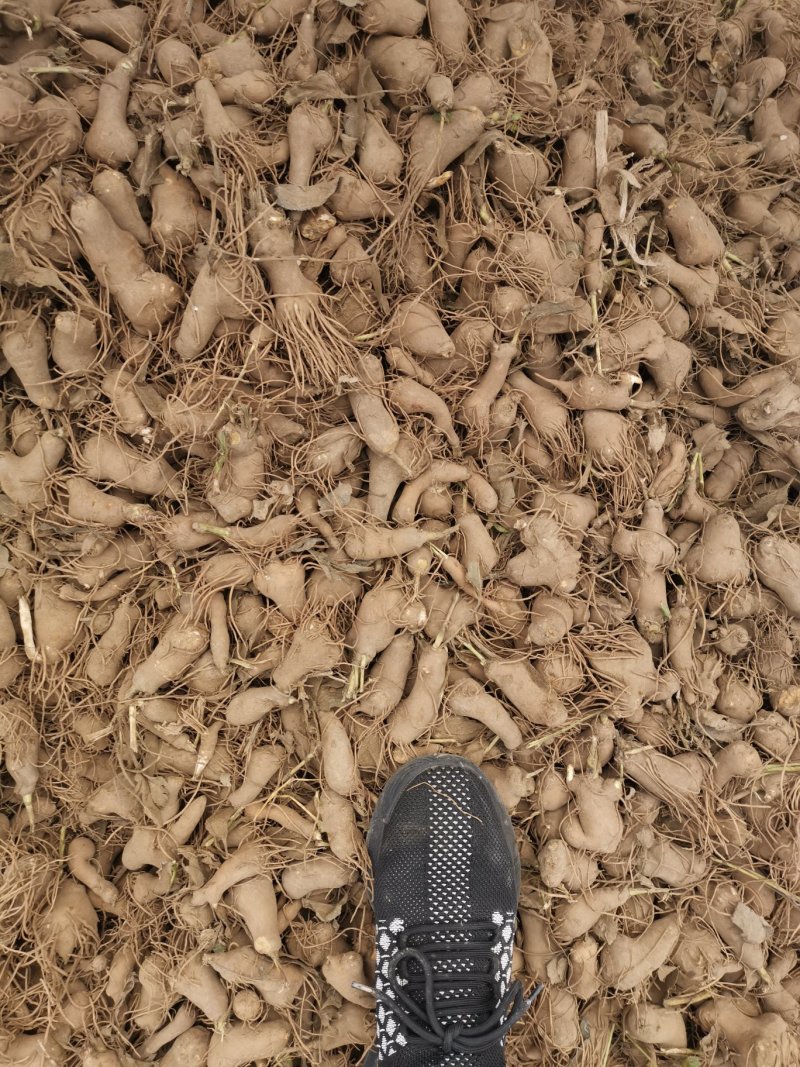 改良白术芽无菌无病害无死苗提供种植技术包回收