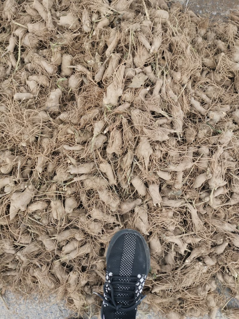 改良白术芽无菌无病害无死苗提供种植技术包回收