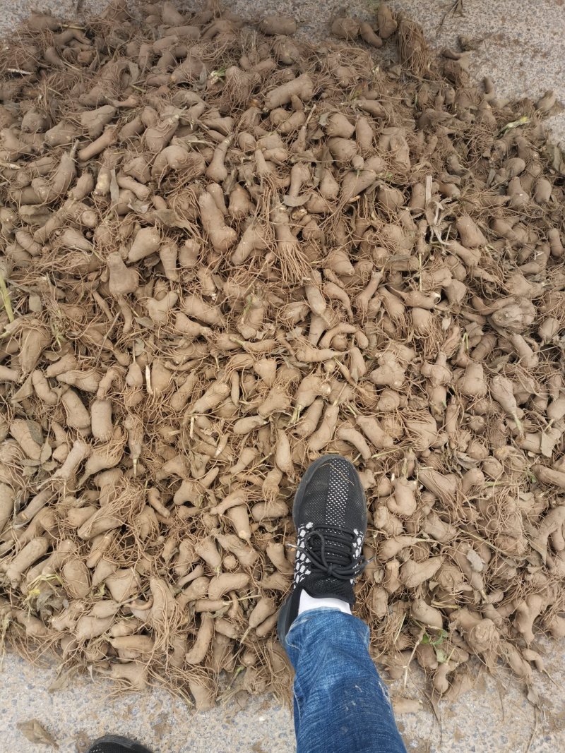 改良白术芽无菌无病害无死苗提供种植技术包回收