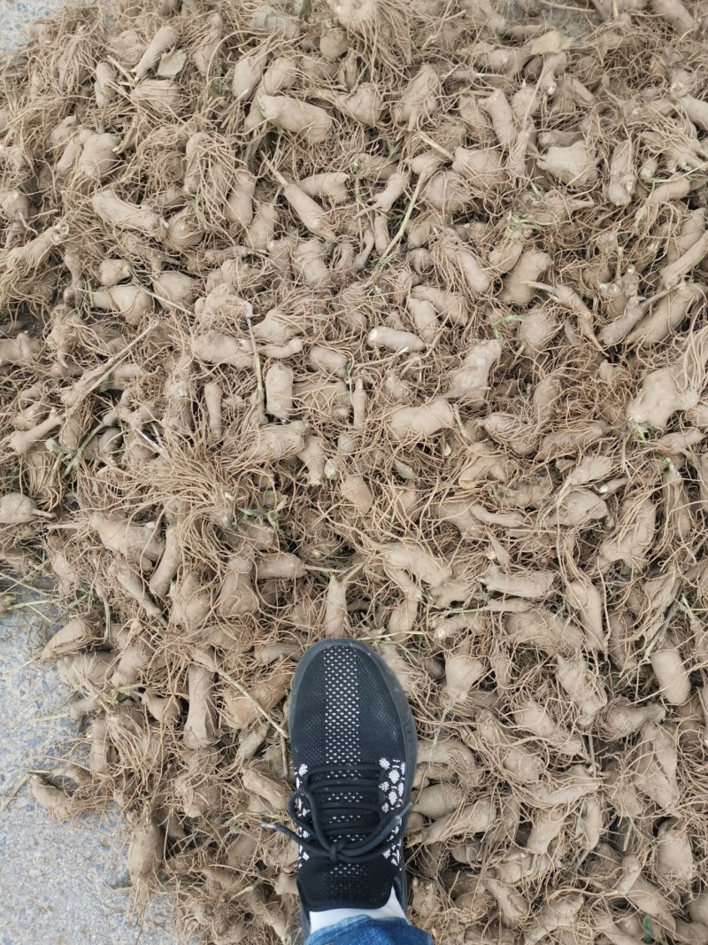 改良白术芽无菌无病害无死苗提供种植技术包回收