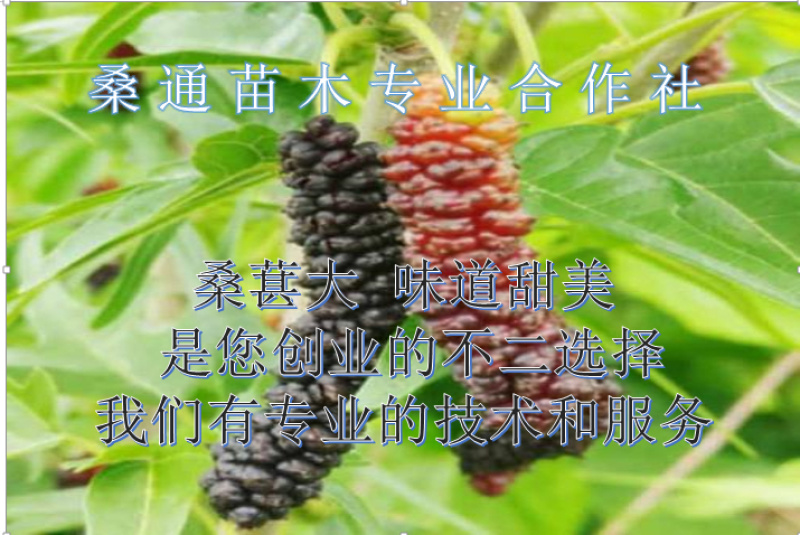 桑树苗，桑叶苗，嫁接苗和实生苗都有，量大优惠，长期供货