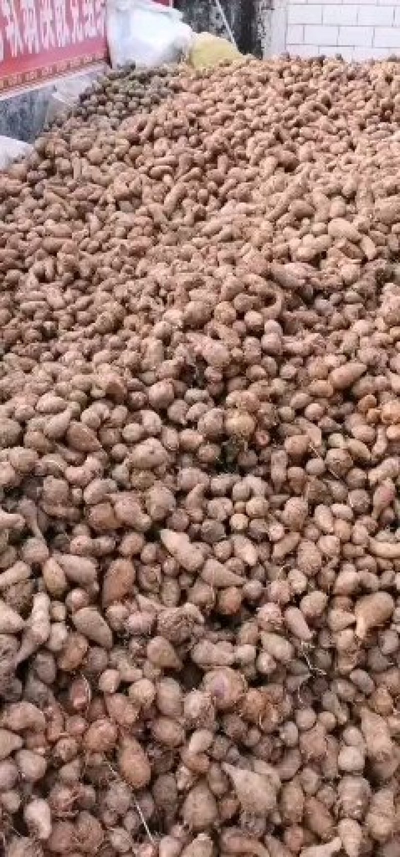 【牛商优选】精品人头芋，四川攀枝花产地直发，本人
