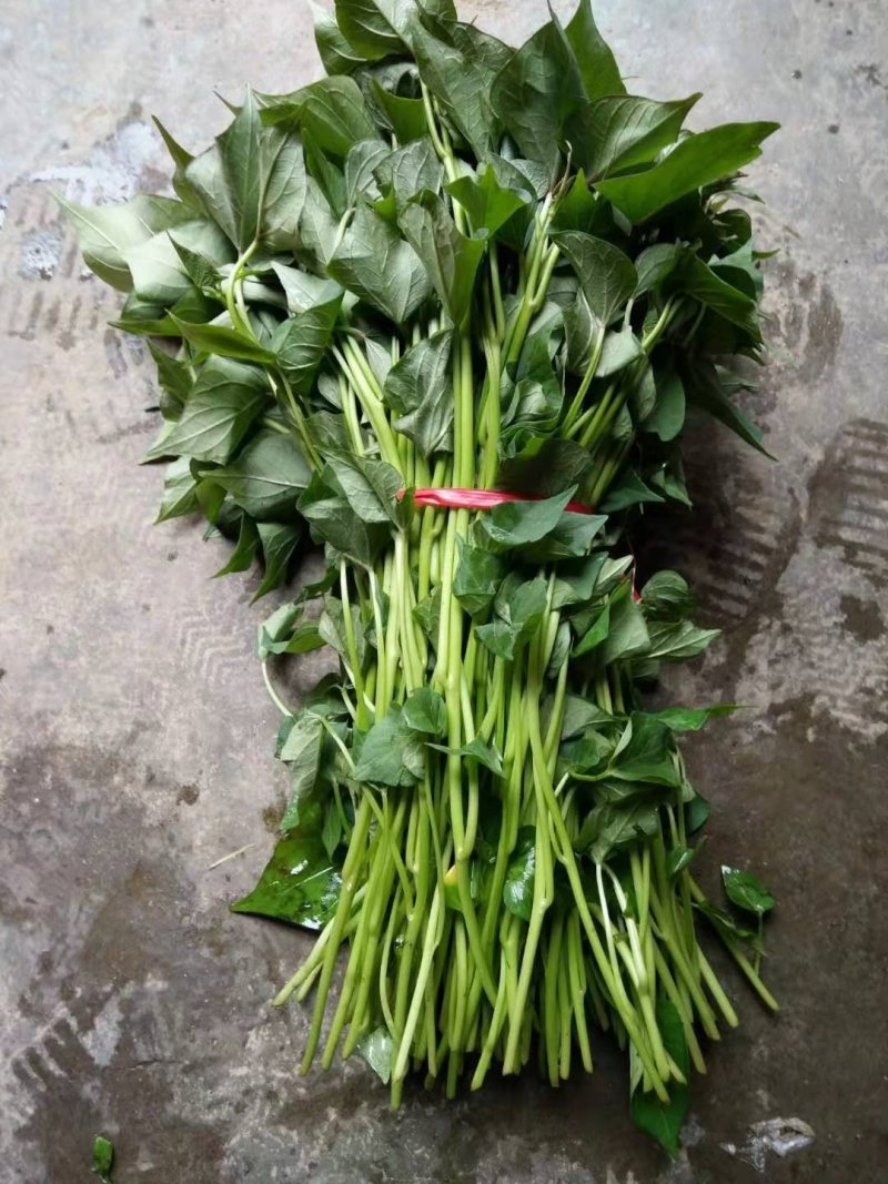 杨凌优质原种脱毒红薯苗，（秦4号.秦5号.西瓜红.紫薯）