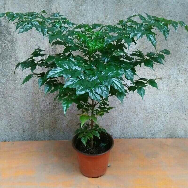 幸福树观叶常青植物