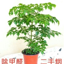 幸福树观叶常青植物