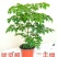 幸福树观叶常青植物