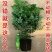 幸福树观叶常青植物