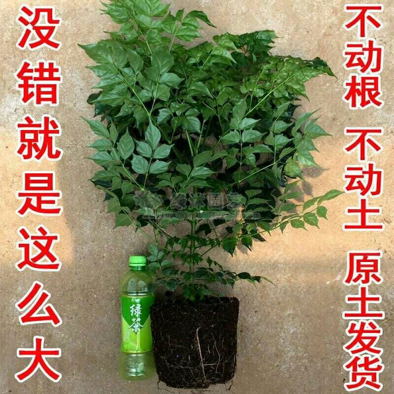 幸福树观叶常青植物
