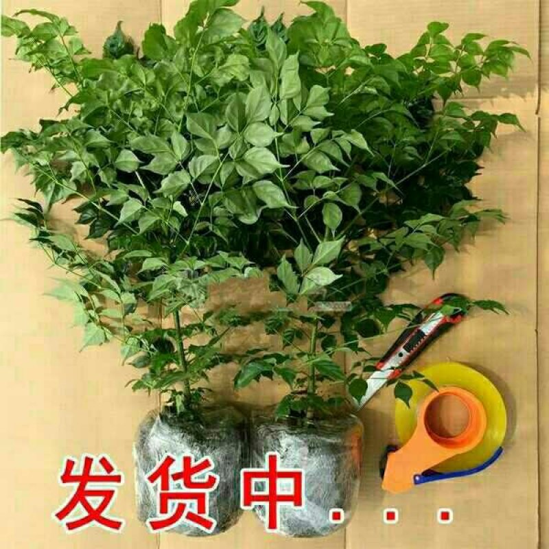 幸福树观叶常青植物