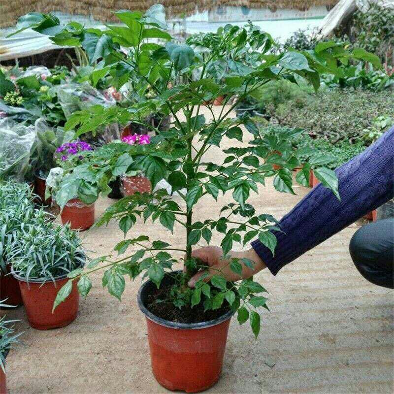 幸福树观叶常青植物