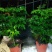 幸福树观叶常青植物