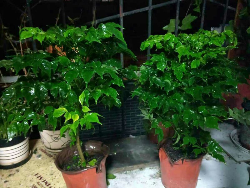 幸福树观叶常青植物