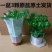 幸福树观叶常青植物