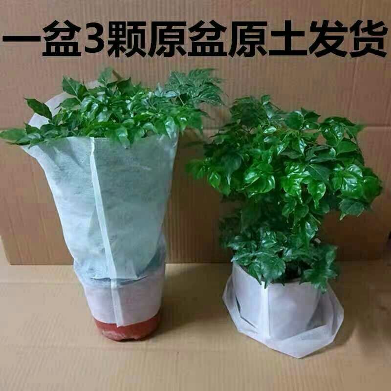 幸福树观叶常青植物