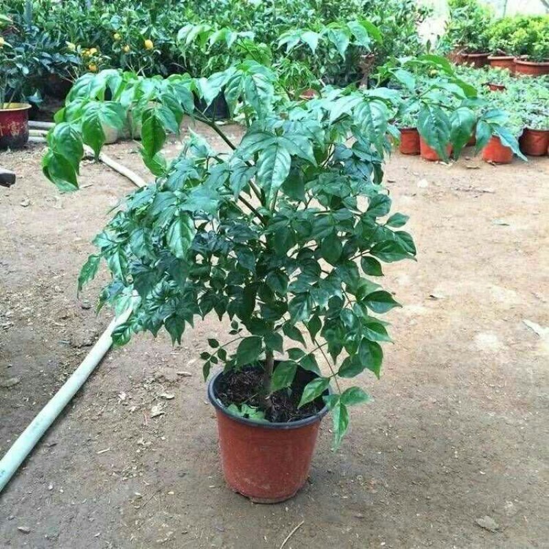 幸福树观叶常青植物