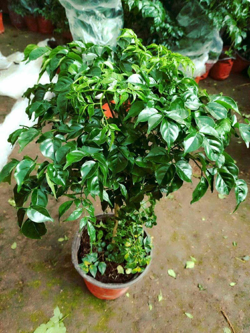 幸福树观叶常青植物
