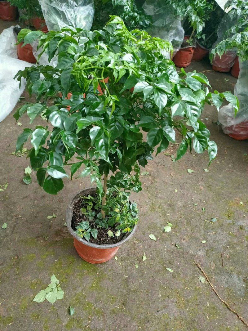 幸福树观叶常青植物