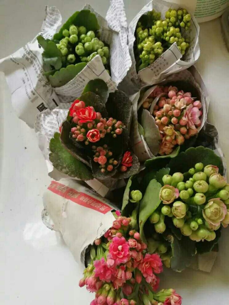 长寿花室内花卉带花发货观花植物