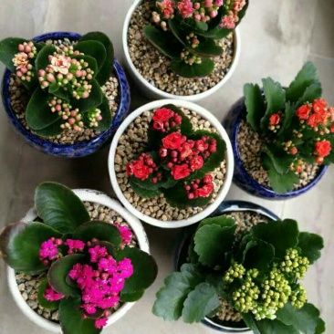 长寿花室内花卉带花发货观花植物
