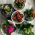 长寿花室内花卉带花发货观花植物