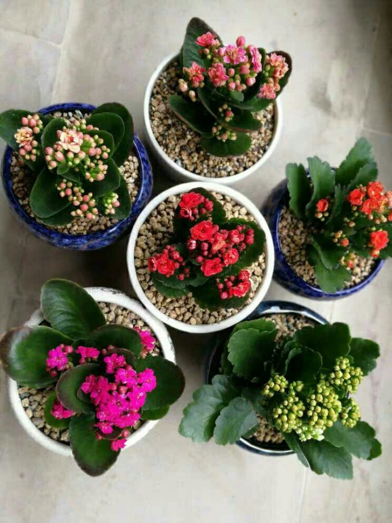 长寿花室内花卉带花发货观花植物