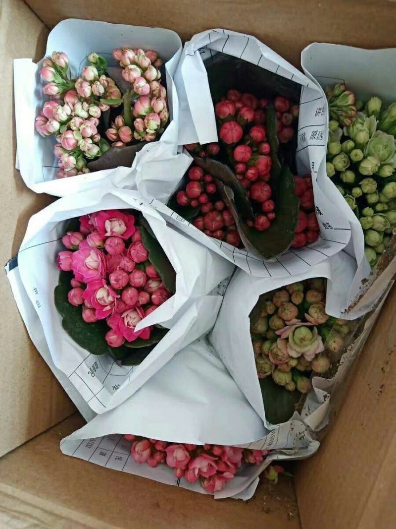 长寿花室内花卉带花发货观花植物