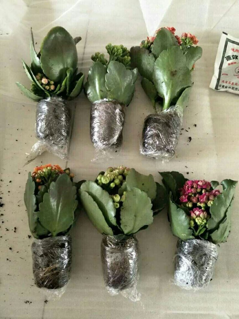 长寿花室内花卉带花发货观花植物