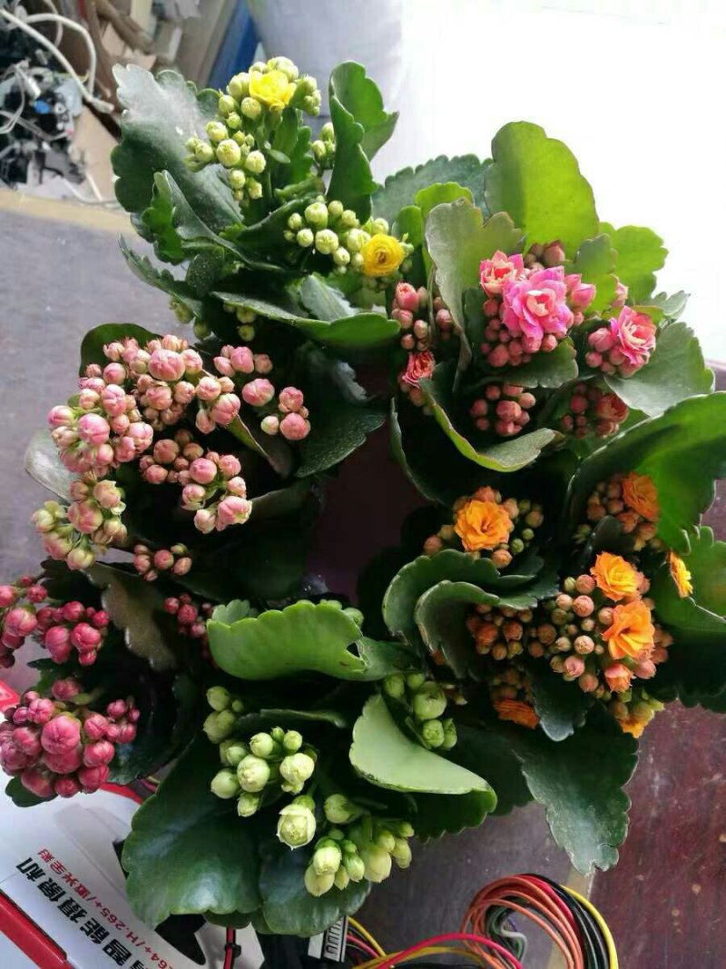 长寿花室内花卉带花发货观花植物