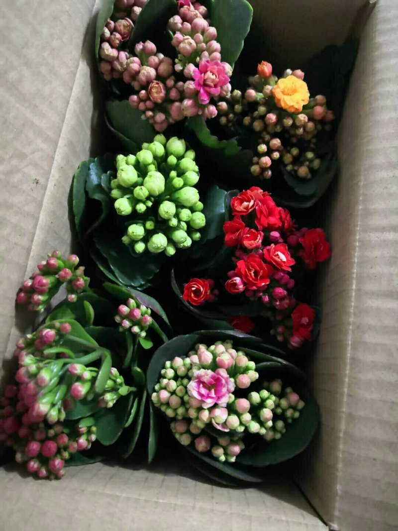 长寿花室内花卉带花发货观花植物