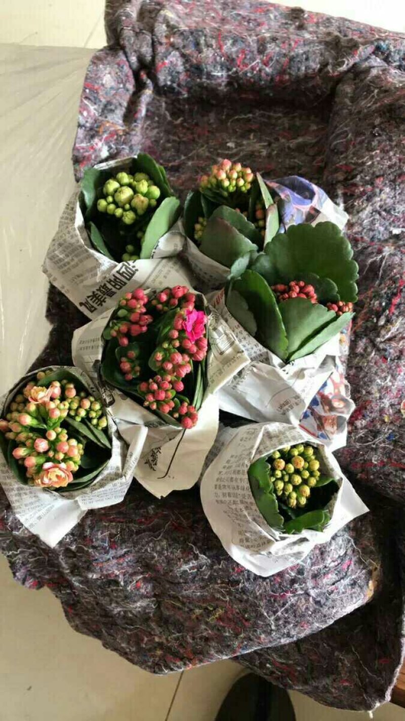 长寿花室内花卉带花发货观花植物