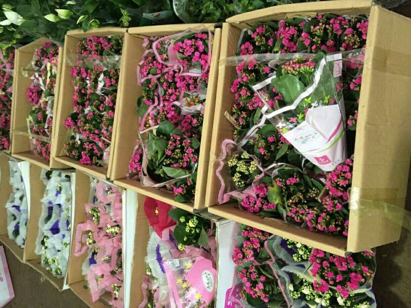 长寿花室内花卉带花发货观花植物