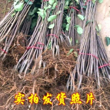 山东烟台栖霞市红富士苹果树苗