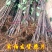 山东烟台栖霞市红富士苹果树苗