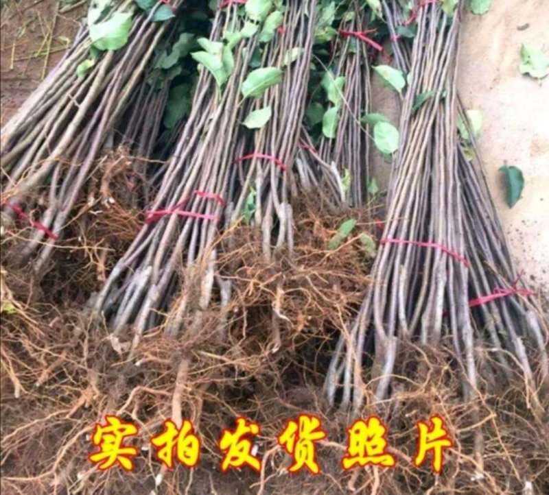 山东烟台栖霞市红富士苹果树苗